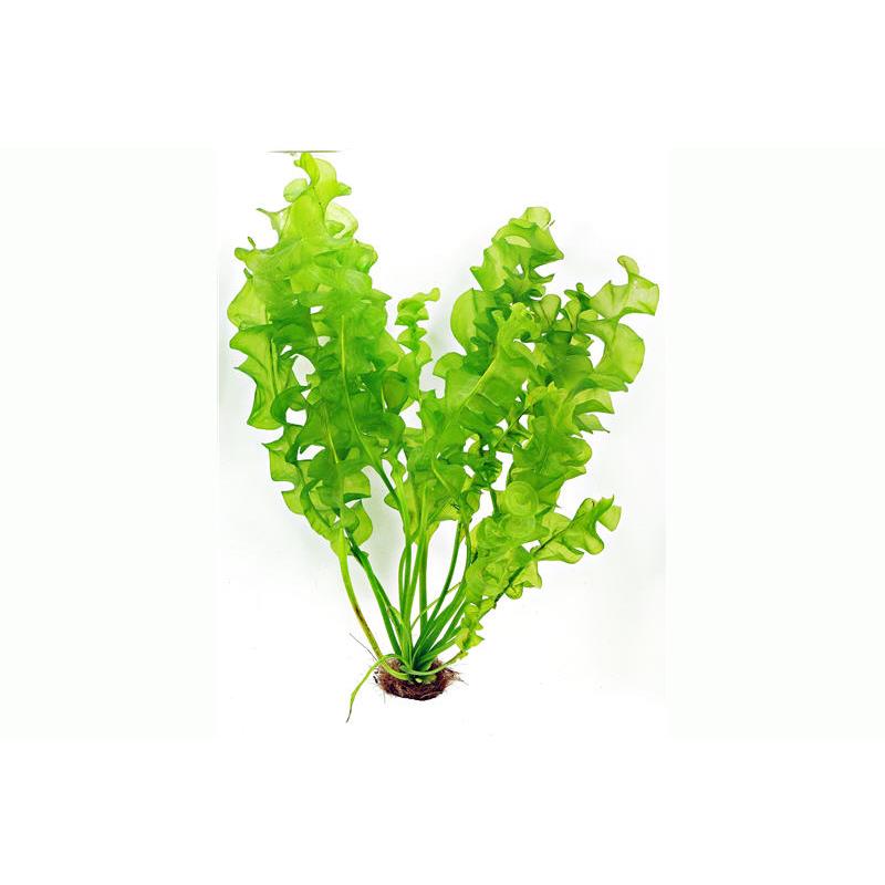 Dennerle Aponogeton ulvaceus BULB - imagine 6